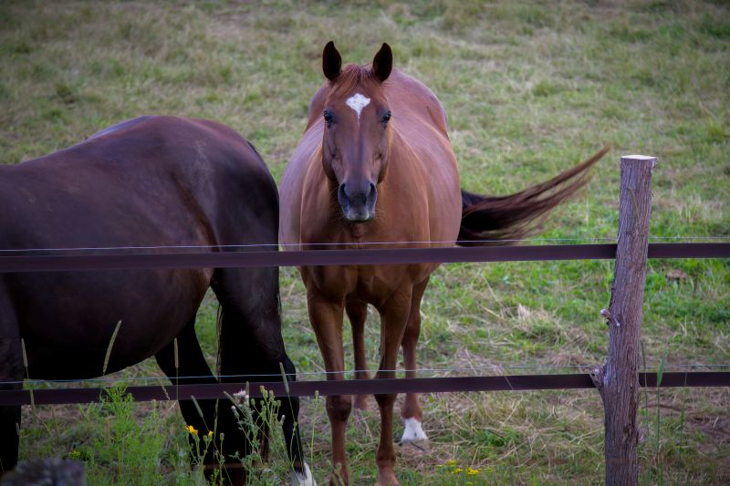Equine Fence Installation in Sacramento, CA